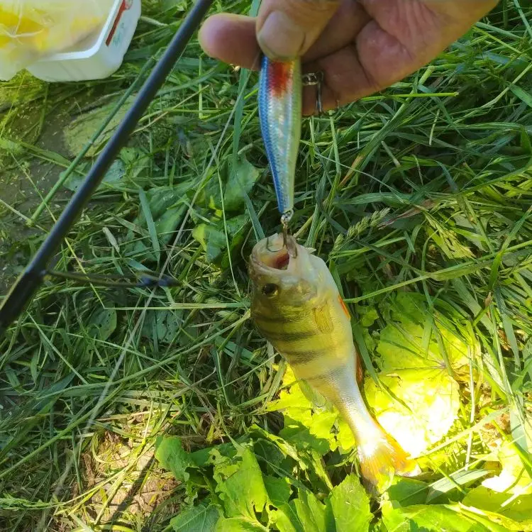 Minnow Crank Wobbler Jerkbait  – обзор и цена Fishing Equipment Daiwa